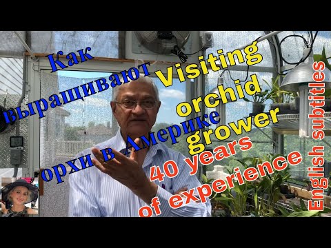 Видео: В гости к орхоману снова! Как выращивают орхидеи в теплице доктора на пенсии. В гостях у Раджа.