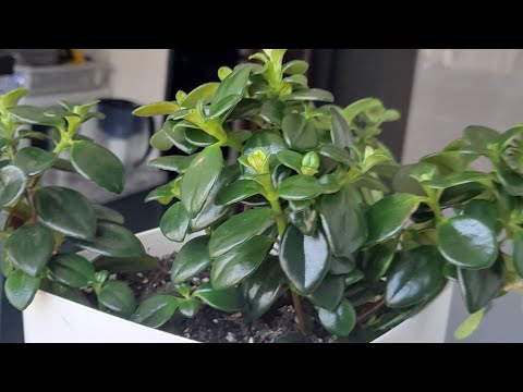 Видео: Нематантус. Золотая рыбка. Пересадка. Черенкование.