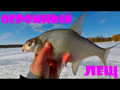 Видео: ЛЕЩ, ОГРОМНЫЙ ЛЕЩ! Зимняя рыбалка от Михалыча