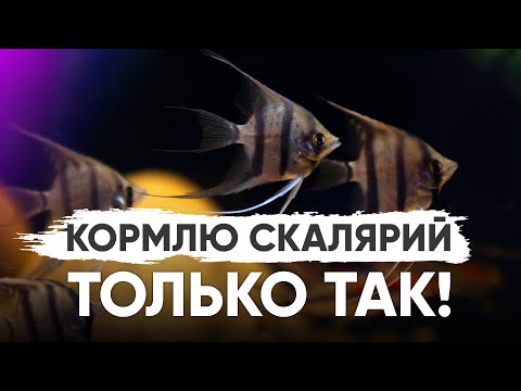 Видео: Импортозамещение. Теперь кормлю скалярий только так