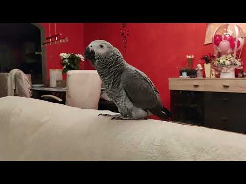 Видео: Кира, привет... 🤗 #graupapagei #jako #жако #zako #papagei #parrot #birds #funny #animals