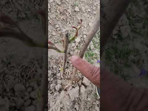 Видео: боги писта бунед мекунем насиб бошад