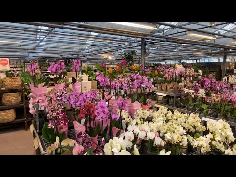 Видео: Огромный цветочный магазин в Стокгольме