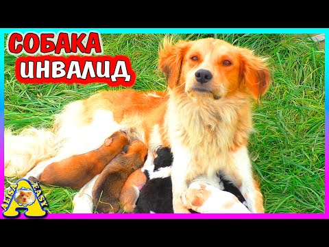 Видео: СПАСЕНИЕ СОБАКИ / ГРУСТНАЯ ИСТОРИЯ / СОБАКА и ЩЕНКИ / Alisa Easy Pets