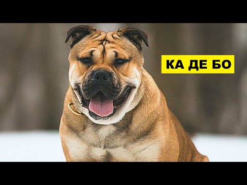 Видео: Ка де Бо описание плюсы и минусы породы | Собаководство | Порода собак Ка де Бо