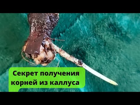 Видео: Как прорастить корни на черенках винограда с большим каллусом. Секрет на миллион.