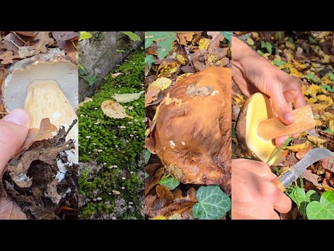 Видео: Манатарки и още много