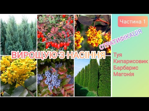Видео: Туя, кипарисовик, барбарис, магонія з насіння||Частина 1 @стратифікація