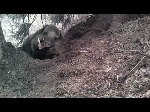 Видео: Кабан секач спал более 13 часов (часть 2) The boar cleaver slept for more than 13 hours (part 2)