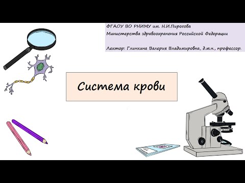 Видео: Гистология. Глинкина В.В. РНИМУ им. Н.И.Пирогова (8 тема)