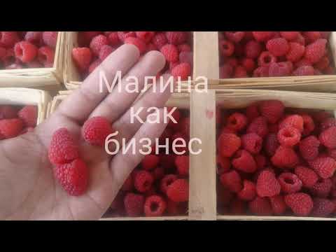 Видео: Малина как бизнес