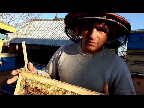 Видео: ПЧЕЛОВОДСТВО КАК СОХРАНИТЬ ЦВЕТОЧНЫЙ МЁД ДЛЯ ЗИМОВКИ  Секреты начинающим