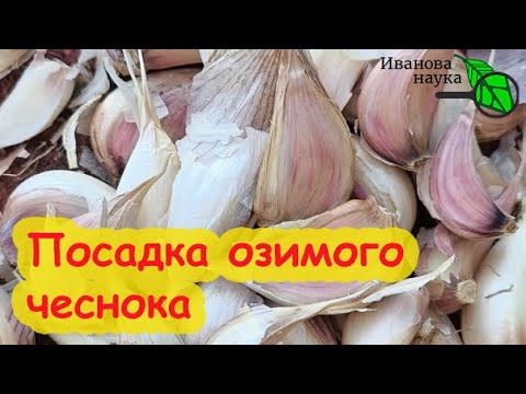 Видео: ПОЛНАЯ СХЕМА ПОСАДКИ ЧЕСНОКА. Озимый чеснок от А до Я. Как подготовить чеснок к посадке осенью.