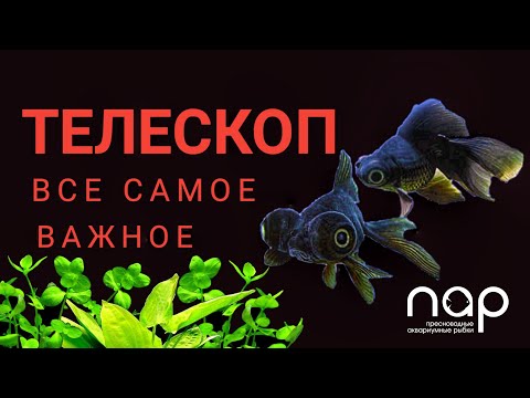 Видео: Телескоп. Все самое важное.