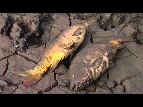 Видео: Спускають став, виловлюють рибу в с. Русів.