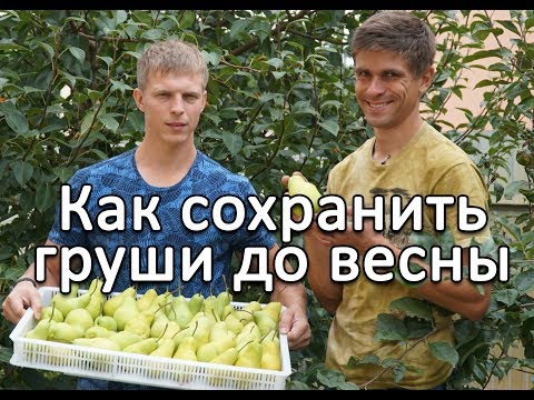 Видео: Простой способ сохранить яблоки и груши до весны