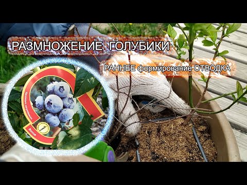 Видео: РАЗМНОЖЕНИЕ ГОЛУБИКИ. Раннее формирование ОТВОДКА .