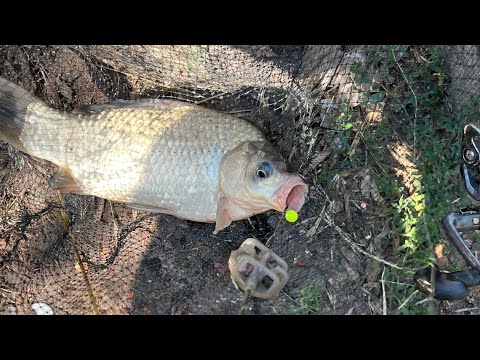 Видео: Відсікаємо дрібну рибу на річці Дніпро. У вас завжди буде залікова риба на 🪝!  #дозариболовлі#річка