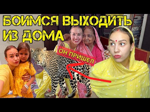 Видео: Леопард гуляет по нашему городу. Живем в джунглях. Праздник Халди перед индийской свадьбой дяди