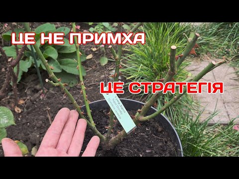 Видео: ЧОМУ САДЖАЮ САДЖАНЦІ ТРОЯНД В ГОРЩИКИ?🤔ЯК ЗБЕРІГАЮ?