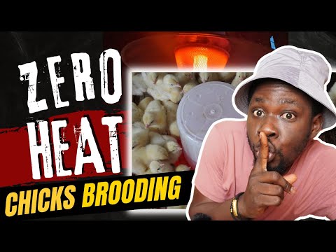 Видео: Выращивание цыплят БЕЗ ТЕПЛА! Как я сократил расходы с помощью ПОТРЯСАЮЩЕЙ идеи для брудера для ц...