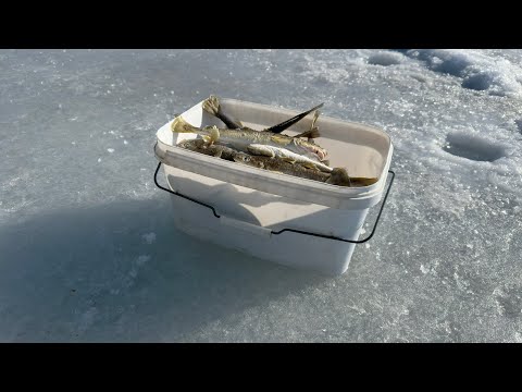 Видео: Ловля наваги на комбайны | Зимняя рыбалка