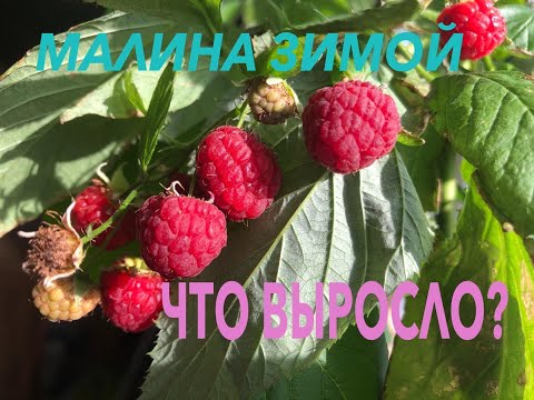 Видео: ТАКОГО ВЫ ЕЩЕ НЕ ВИДЕЛИ! ЭКСПЕРИМЕНТ ПО ВЫРАЩИВАНИЮ МАЛИНЫ ЗИМОЙ НА ПОДОКОННИКЕ.