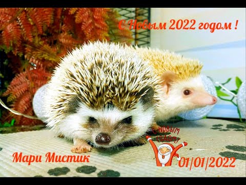 Видео: С Новым 2022 годом ПОЗДРАВЛЯЕМ с нашими домовятами Васей и Дашей )))) Здоровья , счастья , любви !