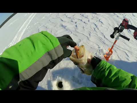 Видео: Жор судака, судак на ратлин ! zander fishing on vibes