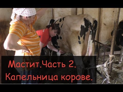 Видео: МАСТИТ у коровы, часть 2/Ставим КАПЕЛЬНИЦУ В МОЛОЧНУЮ ВЕНУ корове/