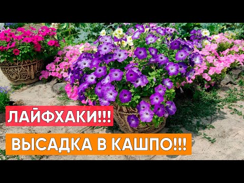 Видео: Лайфхаки! Высадка петуний в кашпо, вазон, горшок. Секреты пышного цветения петунии весь сезон