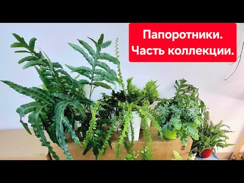 Видео: Папоротники. Плюсы и минусы выращивания.  Обзор на часть моей коллекции папоротников. 16.11.2025г