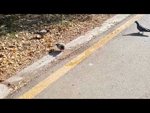 Видео: Ботанический сад имени Гареева.