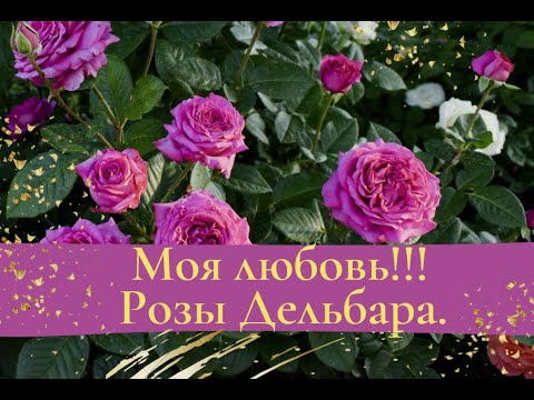 Видео: Моя любовь - розы Дельбара!