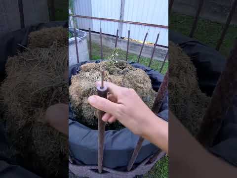 Видео: Плетение уличной клумбы. Прогулка в гостях