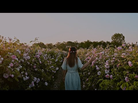 Видео: Фестивал на розата