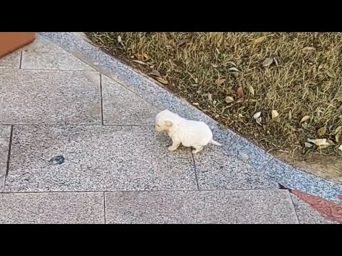 Видео: Брошенный щенок, дрожащий и плачущий на холодном ветру