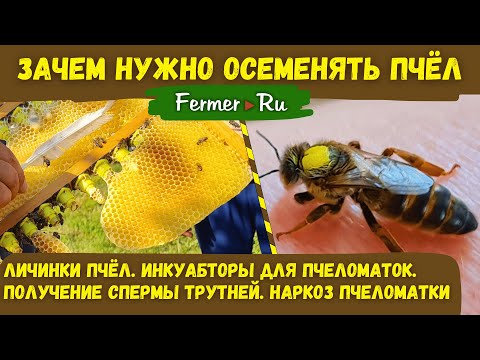 Видео: Инструментальное осеменение пчелиных маток. Как получить чистопородных маток. Пчёлы породы Карника