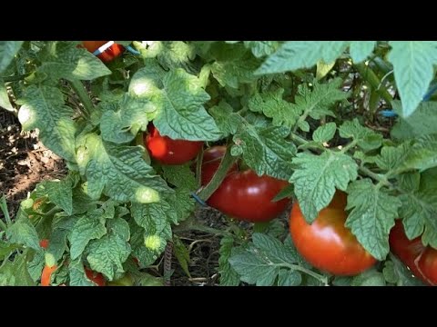 Видео: Открытый грунт. Гномы, карлики.