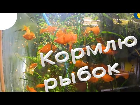 Видео: Кормлю рыбок