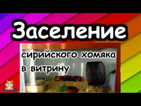 Видео: ЗАСЕЛЕНИЕ СИРИЙСКОГО ХОМЯКА В ВИТРИНУ