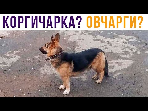 Видео: ОВЧАРГИ! Или кто?.. Приколы | Мемозг #489