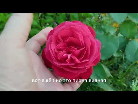 Видео: Немного убрала листьев с винограда