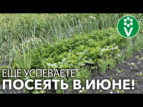 Видео: 6 ОВОЩЕЙ, КОТОРЫЕ ВЫ ЕЩЕ УСПЕВАЕТЕ ПОСЕЯТЬ В ИЮНЕ! + Секрет обильного урожая (смотрите до конца)!