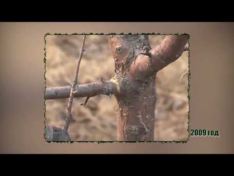 Видео: Фильм №404 - Способы прививок в крону
