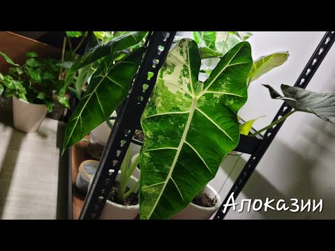 Видео: Алоказии и мой вариант ухода за ними