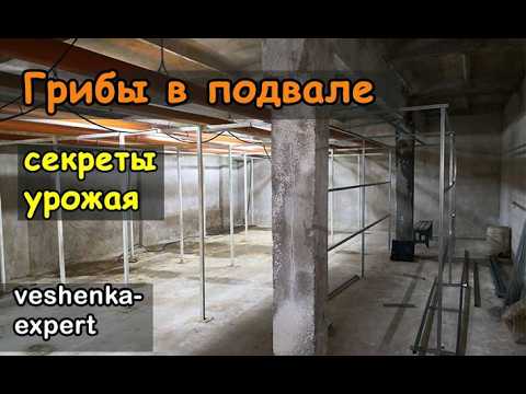 Видео: Подвал под грибы: что нужно знать перед стартом. Плюсы и минусы подвала для выращивания вешенки