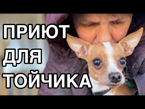 Видео: Спасение животных/Забирайте! Но не гладьте, может укусить