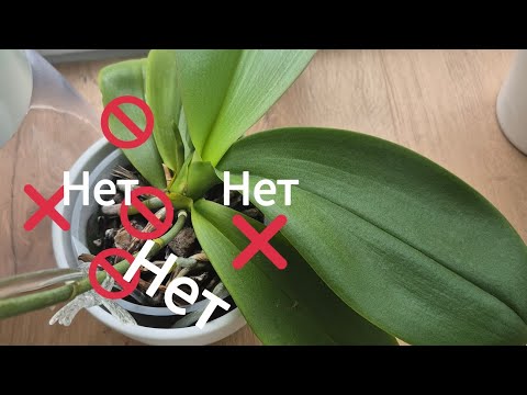 Видео: 🚫🚫🚫 СКАЖИ фаленопсисам НЕТ 🚫🚫🚫