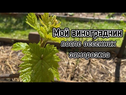 Видео: Виноградник в открытом грунте после майских заморозков. Мой способ защиты от возвратных заморозков.